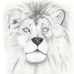 Pencil sketch of a lion