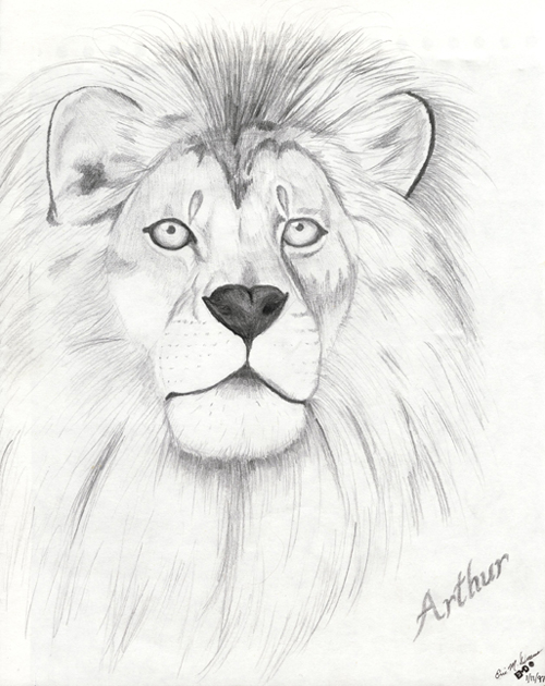 Pencil sketch of a lion